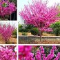 30 PCS Seeds Bauhinia Seeds,Cercis chinensis, Bonsai Flower