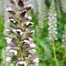 10 PCS Seeds Bear's Breeches Plant 10 PCS Seeds Bear's Breeches Plant