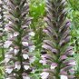 10 PCS Seeds Bear's Breeches Plant