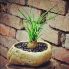 5 PCS Seeds BEAUCARNEA recurvata Ponytail Palm