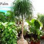 5 PCS Seeds BEAUCARNEA recurvata Ponytail Palm