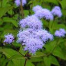 60 PCS Seeds Beautiful Ageratum Conyzoides Seeds Bonsai