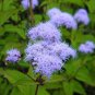 60 PCS Seeds Beautiful Ageratum Conyzoides Seeds Bonsai