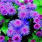 60 PCS Seeds Beautiful Ageratum Conyzoides Seeds Bonsai