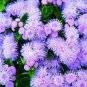 60 PCS Seeds Beautiful Ageratum Conyzoides Seeds Bonsai