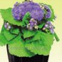 60 PCS Seeds Beautiful Ageratum Conyzoides Seeds Bonsai