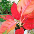 100 PCS Seeds Beautiful Aglaonema 'Pink Dud' Mosaic Plants Flower Rare Living Rooms 100 PCS Seeds Beautiful Aglaonema 'Pink Dud' Mosaic Plants Flower Rare Living Rooms