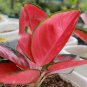 100 PCS Seeds Beautiful Aglaonema 'Pink Dud' Mosaic Plants Flower Rare Living Rooms