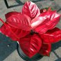 100 PCS Seeds Beautiful Aglaonema 'Pink Dud' Mosaic Plants Flower Rare Living Rooms