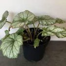 120 PCS Seeds Beautiful Begonia,Rare Begonia Bonsai Flower Flowers