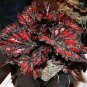 120 PCS Seeds Beautiful Begonia,Rare Begonia Bonsai Flower Flowers