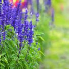 30 PCS Seeds Beautiful Blue Flower Sage