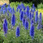 30 PCS Seeds Beautiful Blue Flower Sage