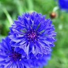 50 PCS Seeds Beautiful Blue Thistle Flower