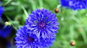 50 PCS Seeds Beautiful Blue Thistle Flower