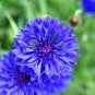 50 PCS Seeds Beautiful Blue Thistle Flower