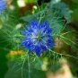 50 PCS Seeds Beautiful Blue Thistle Flower