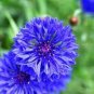 50 PCS Seeds Beautiful Blue Thistle Flower