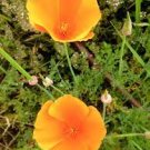 50 PCS Seeds Beautiful California Poppy Flowers 50 PCS Seeds Beautiful California Poppy Flowers