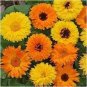 60 PCS Seeds Beautiful Colorful Calendula Offcinalis