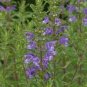 20 PCS Seeds Beautiful Dracocephalum Moldavica Flower