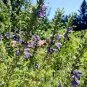 20 PCS Seeds Beautiful Dracocephalum Moldavica Flower