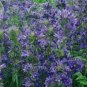 20 PCS Seeds Beautiful Dracocephalum Moldavica Flower