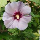 50 PCS Seeds Beautiful Dwarf Sharon Flowers 50 PCS Seeds Beautiful Dwarf Sharon Flowers