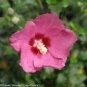 50 PCS Seeds Beautiful Dwarf Sharon Flowers