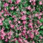50 PCS Seeds Beautiful Dwarf Sharon Flowers