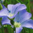 30 PCS Seeds Beautiful Flower Blue Flax