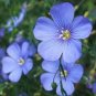 30 PCS Seeds Beautiful Flower Blue Flax