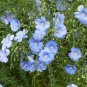 30 PCS Seeds Beautiful Flower Blue Flax