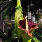 10 PCS Seeds Beautiful Flower of Indonesia,The World's Largest Flower,Corpse Flower