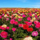 20 PCS Seeds Beautiful Flowering Blubs Ranunculus Persian Buttercup