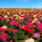 20 PCS Seeds Beautiful Flowering Blubs Ranunculus Persian Buttercup