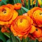 20 PCS Seeds Beautiful Flowering Blubs Ranunculus Persian Buttercup