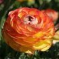20 PCS Seeds Beautiful Flowering Blubs Ranunculus Persian Buttercup