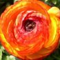 20 PCS Seeds Beautiful Flowering Blubs Ranunculus Persian Buttercup