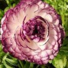 20 PCS Seeds Beautiful Flowering Blubs'Ranunculus-Persian Buttercup'