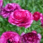 20 PCS Seeds Beautiful Flowering Blubs'Ranunculus-Persian Buttercup'