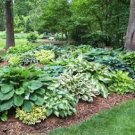 100 PCS Seeds Beautiful Hosta Bonsai Plants Perennials Lily Flower Shade Hosta Flower