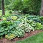 100 PCS Seeds Beautiful Hosta Bonsai Plants Perennials Lily Flower Shade Hosta Flower