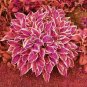 100 PCS Seeds Beautiful Hosta Bonsai Plants Perennials Lily Flower Shade Hosta Flower