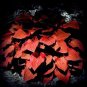 100 PCS Seeds Beautiful Hosta Bonsai Plants Perennials Lily Flower Shade Hosta Flower
