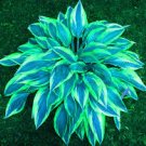 100 PCS Seeds Beautiful Hosta Bonsai Plants, Perennials Lily Flower