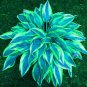 100 PCS Seeds Beautiful Hosta Bonsai Plants, Perennials Lily Flower