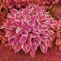 100 PCS Seeds Beautiful Hosta Bonsai Plants, Perennials Lily Flower