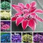 100 PCS Seeds Beautiful Hosta Bonsai Plants, Perennials Lily Flower