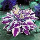 150 PCS Seeds Beautiful Hosta Bonsai, Perennials Lily Flower Shade Hosta Flower